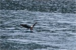 655-54-KenaiFjordWildlife