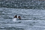 656-55-KenaiFjordWildlife