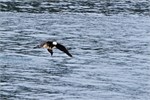 658-57-KenaiFjordWildlife