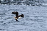 659-58-KenaiFjordWildlife