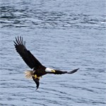 660-08-KenaiFjordWildlife