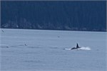 662-60-KenaiFjordWildlife