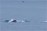 663-61-KenaiFjordWildlife