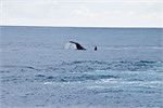 666-64-KenaiFjordWildlife