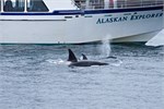 669-66-KenaiFjordWildlife
