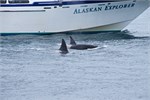 670-40-KenaiFjordFoxIsland