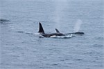 671-09-KenaiFjordWildlife