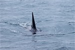672-67-KenaiFjordWildlife