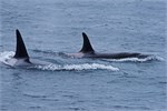 673-68-KenaiFjordWildlife