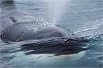 674-69-KenaiFjordWildlife