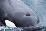 675-70-KenaiFjordWildlife