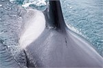 676-71-KenaiFjordWildlife