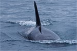 677-41-KenaiFjordFoxIsland