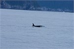 679-72-KenaiFjordWildlife