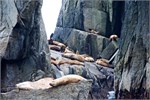 680-73-KenaiFjordWildlife
