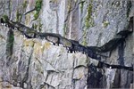 683-75-KenaiFjordWildlife