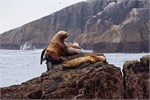 686-77-KenaiFjordWildlife