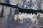 687-44-KenaiFjordFoxIsland