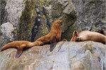 688-45-KenaiFjordFoxIsland