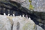 691-46-KenaiFjordFoxIsland