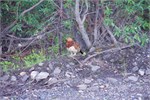 702-16-DenaliParkTour2017