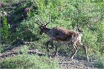 729-81-DenaliParkTour2017