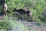 730-82-DenaliParkTour2017