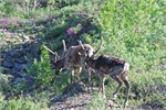 731-83-DenaliParkTour2017
