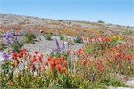 794-17-MtStHelens
