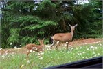 812-57-OlympicNatlParkWA