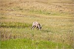 816-58-BadlandsSD