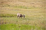 817-59-BadlandsSD