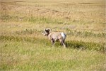 819-61-BadlandsSD