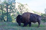 828-15-RooseveltNatlPark