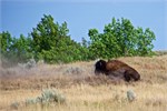 836-47-RooseveltNatlPark