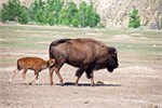 842-66-RooseveltNatlPark