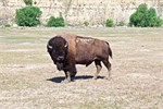 843-67-RooseveltNatlPark