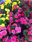 846-44-MackinacIslandMI