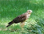 852-01-HawkInBackyard