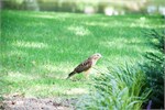 853-02-HawkInBackyard