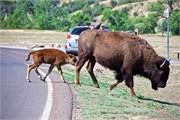 64-RooseveltNatlPark