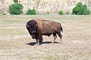 67-RooseveltNatlPark