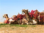 IMG_4585