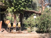 IMG_4901