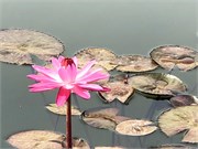 06-Chihuly-Biltmore2018