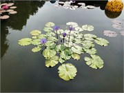 20-Chihuly-Biltmore2018