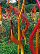 37-Chihuly-Biltmore2018
