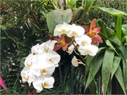 42-Chihuly-Biltmore2018