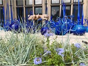 53-Chihuly-Biltmore2018