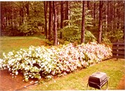 1970sPixScans0089
